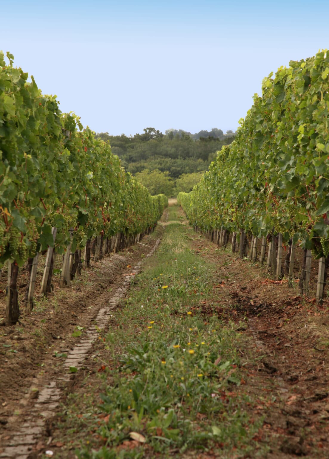 Discover or rediscover Bordeaux estates this summer Bordeaux