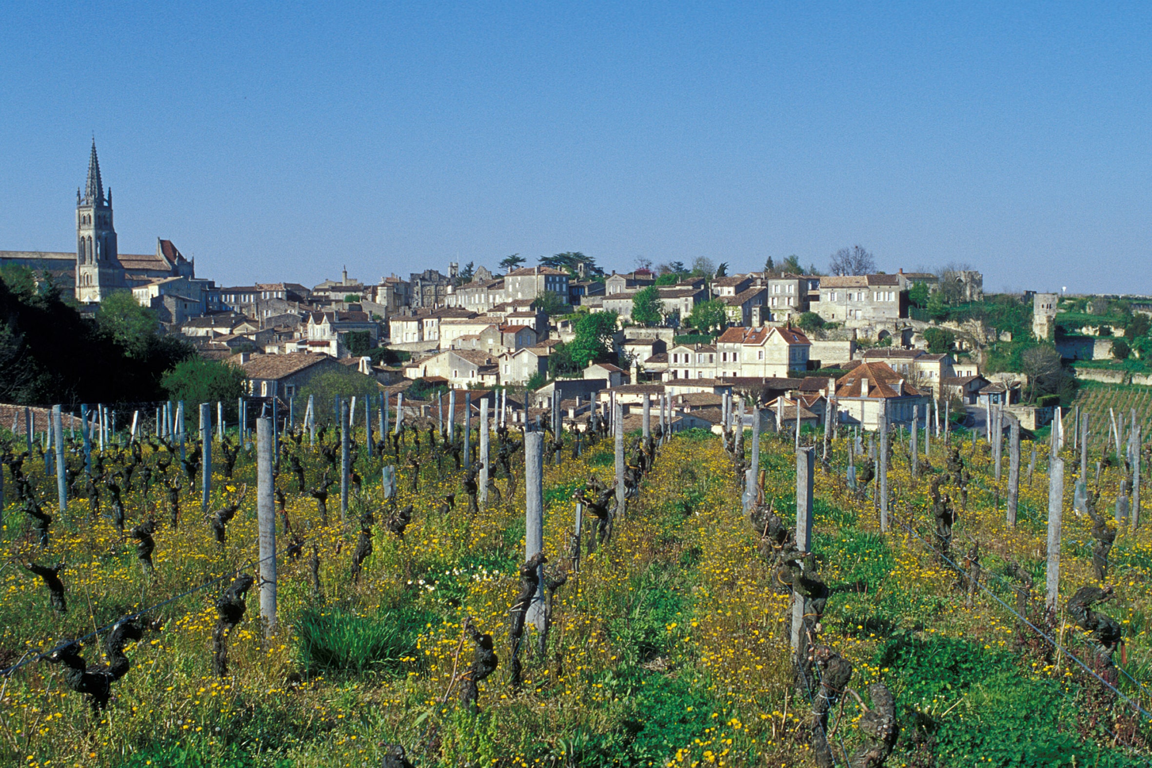 Vignes Ausone