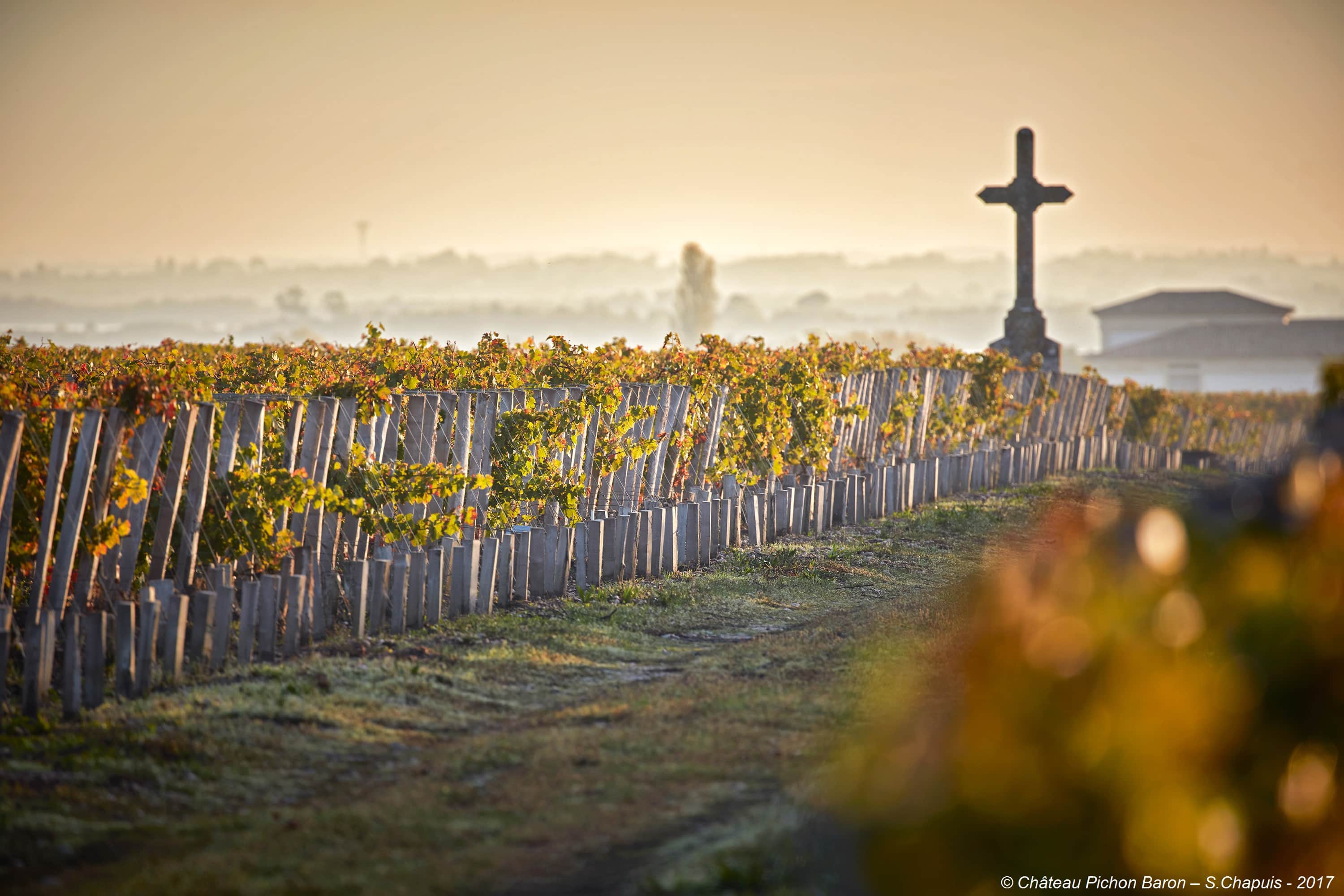 Vignes du Château Pichon Baron