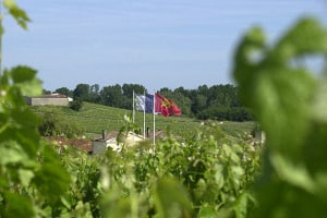 Vignoble