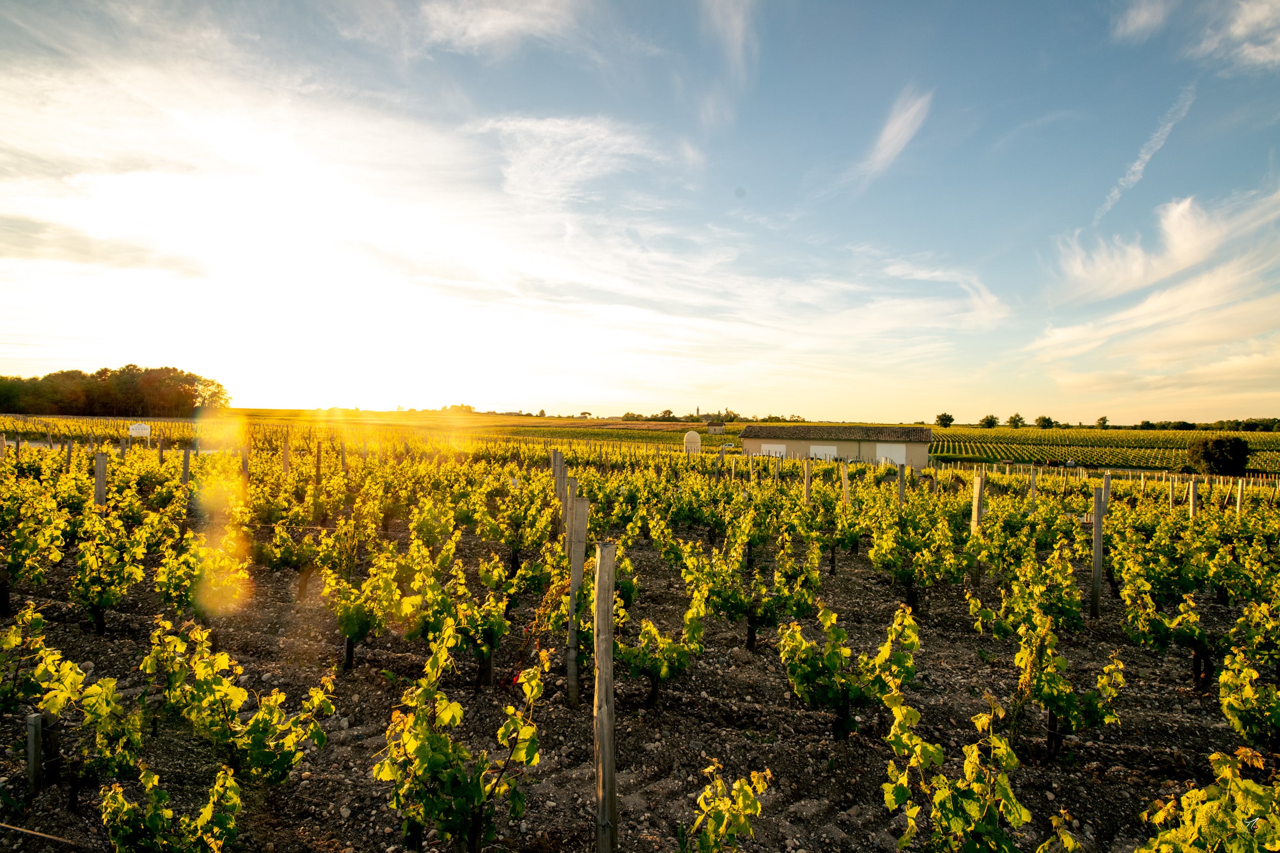 Vignes Meyney