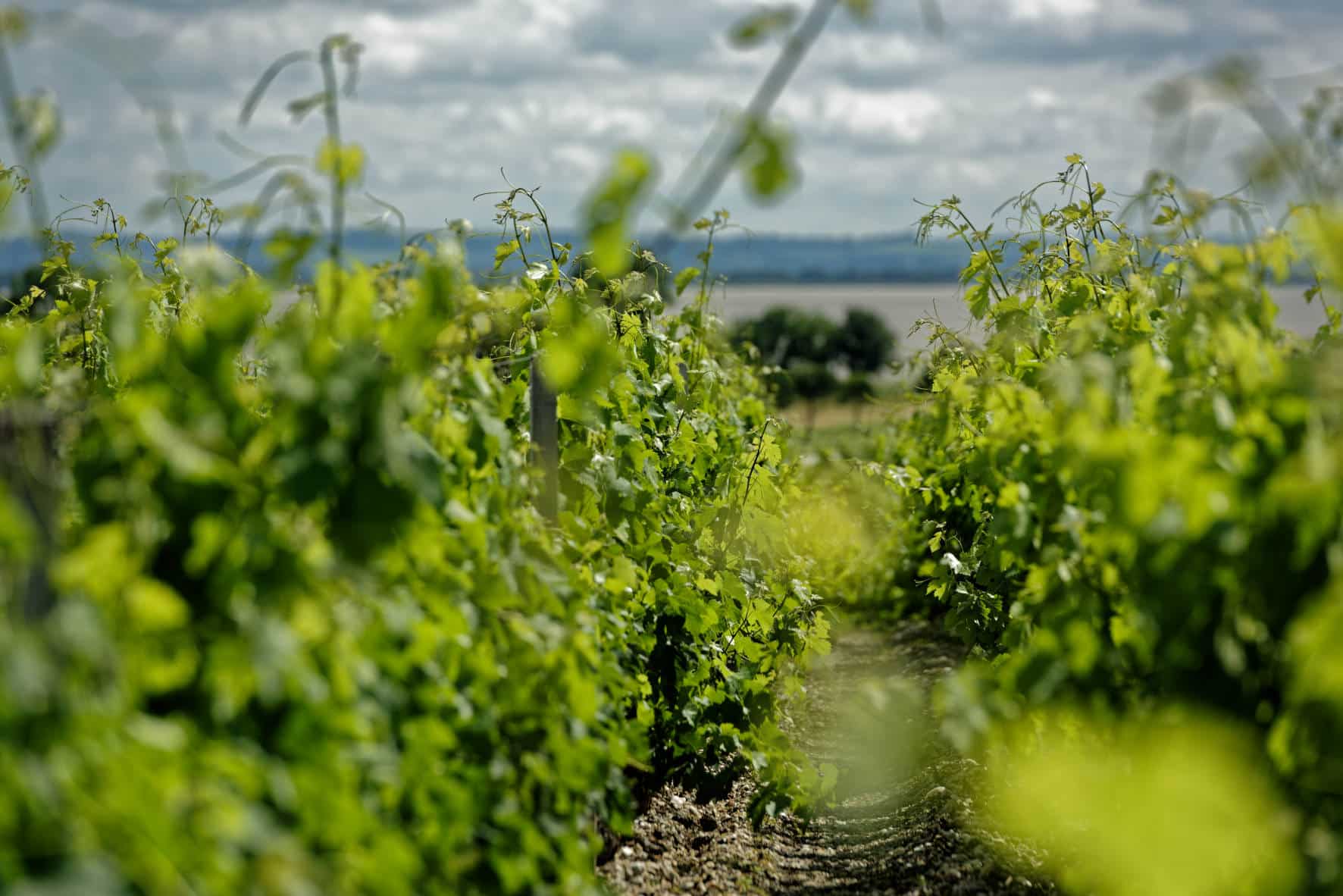 Vignes Meyney