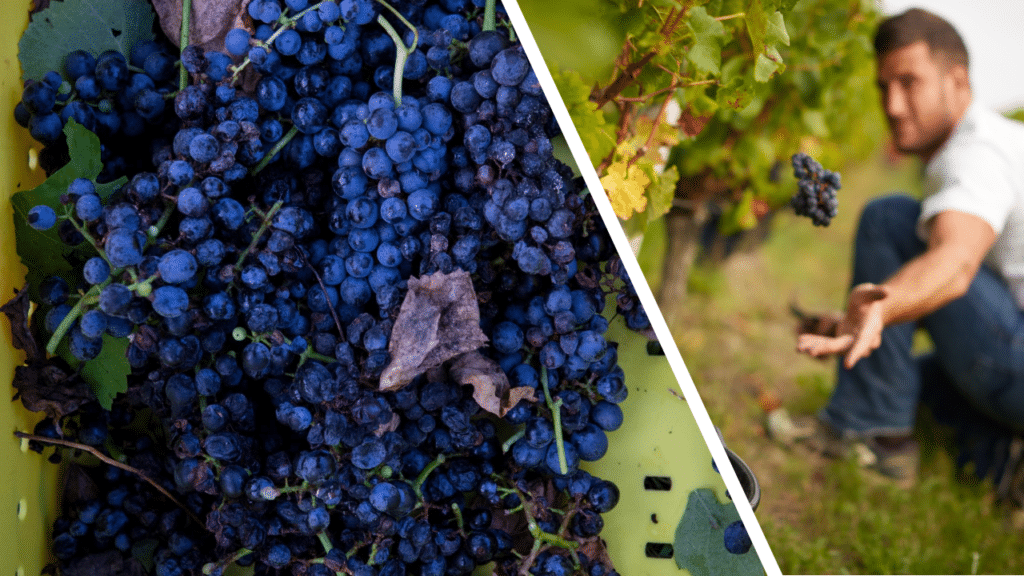 Vendanges 2018