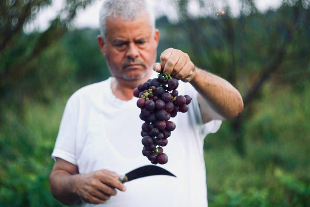 Vendanges 2019