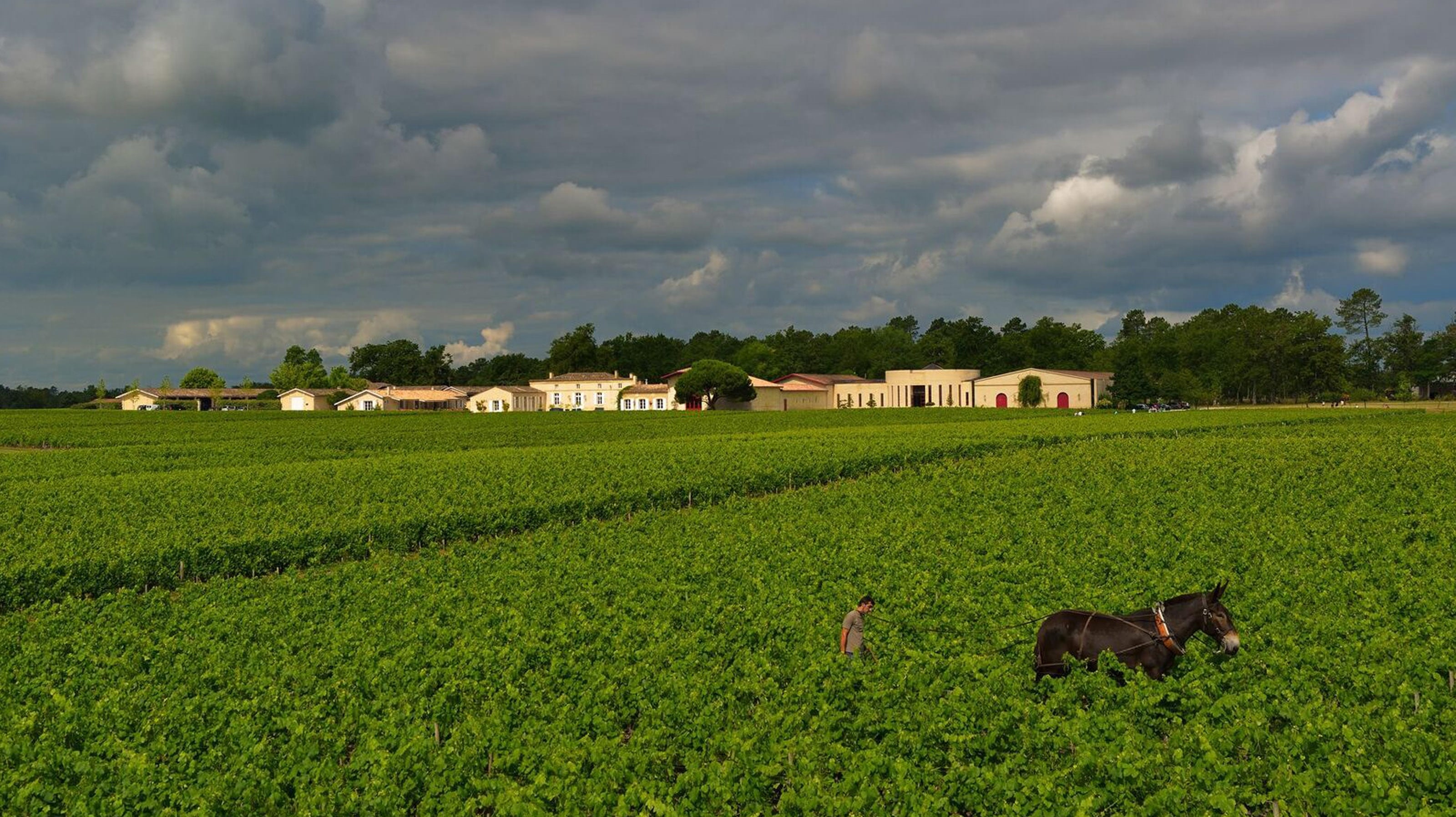 Domaine de Chevalier